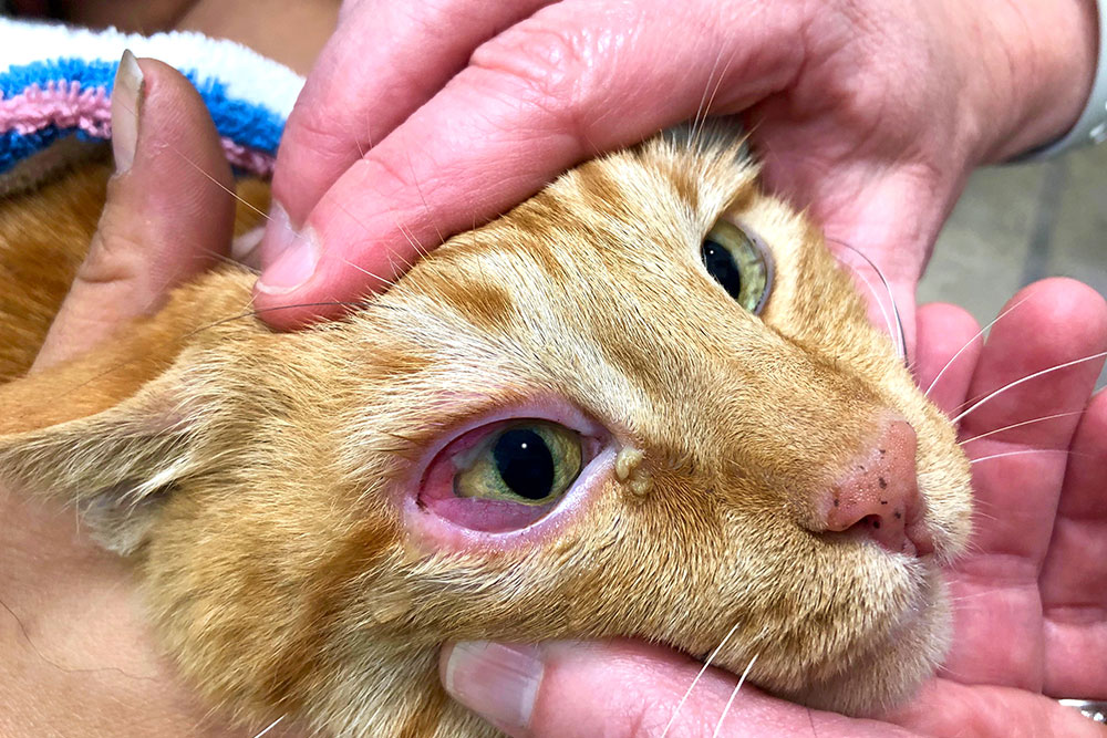 Close-up of a ginger cat’s eye being gently examined by hands.