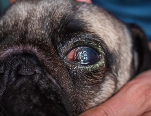Corneal Dystrophy: A Common Hereditary Condition in Pets