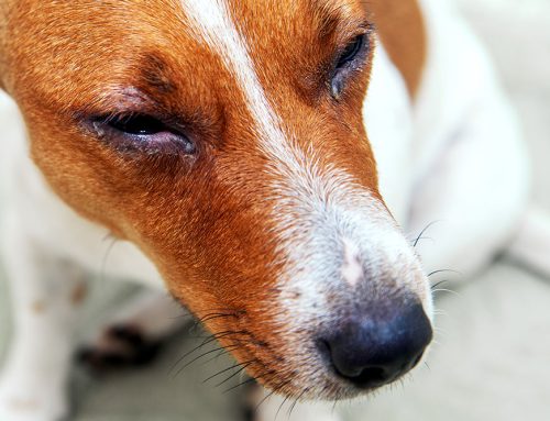 When Your Pet’s Eyes Are Cloudy: Causes and Treatments for Uveitis